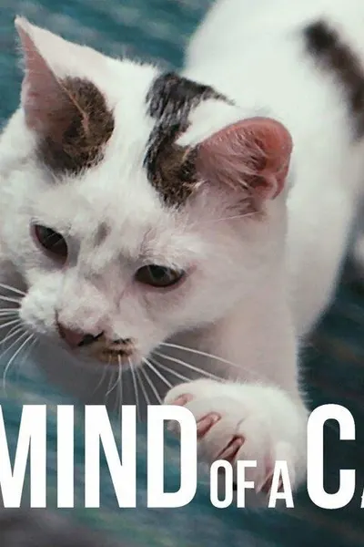 Inside the Mind of a Cat