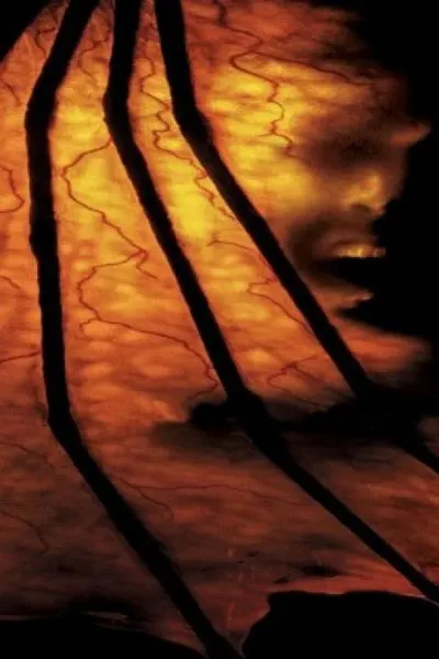 Jeepers Creepers II