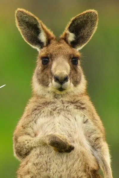 Kangaroo Valley