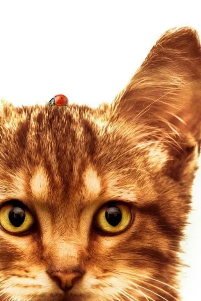 A Cat's Life